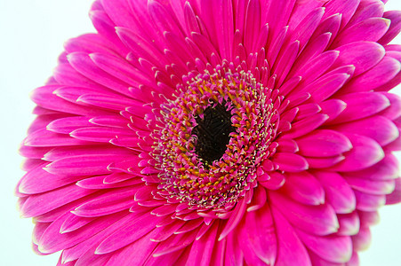 粉红色Gerbera花瓣雏菊花朵粉色图片
