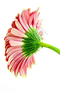 粉红色Gerbera花瓣雏菊花朵粉色图片