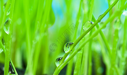 以绿草为背景的宏观上午露珠水滴晨露气候草地绿色自然世界反射环境保护淡水区系图片