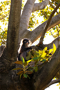 树上的背后利特·杜斯基叶猴图片