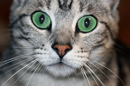绿眼猫小猫宠物眼睛猫科动物绿色虎斑猫咪图片