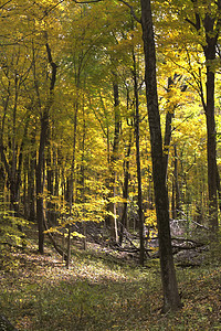一片充满秋色的森林季节环境黄色晴天生长橡木植物分支机构叶子季节性图片