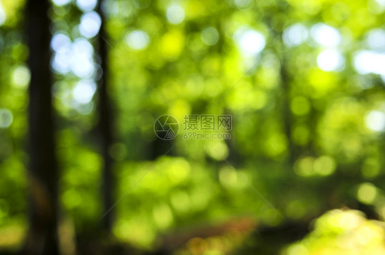 绿色背景生活绿色植物树木木头晴天叶子森林环境植物群生态图片