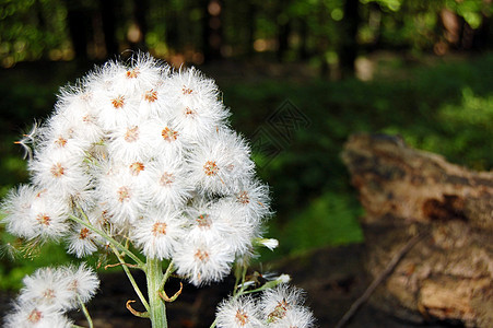 花层自然白色花园植物图片