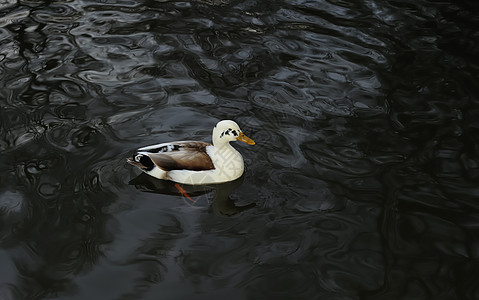 游泳鸭公园野生动物水鸟鸭子鸟类水禽图片