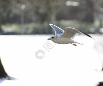 海鸥翅膀白色生物鸟类荒野羽毛飞行海鸟美丽野生动物图片