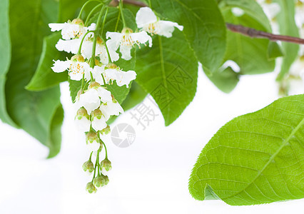 鸟类樱桃树花花区系花蕾季节树叶植物叶子树枝世界花头影棚图片