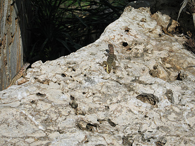 岩石上的小岩浆多刺鳞片状眼睛石头太阳尾巴动物脊椎动物恐龙皮肤图片