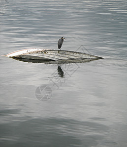 一只沉船上的鸟图片