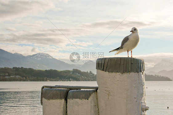 瑞士卢塞恩青铜鸽子文化历史性旅游城堡紫胶城市房子旅行图片