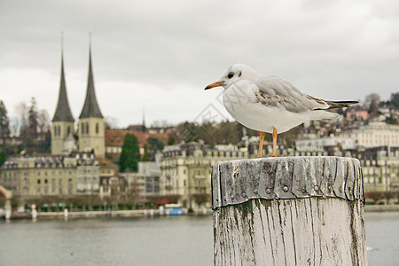 瑞士卢塞恩紫胶街道文化鸽子旅行建筑学国家旅游太阳假期图片