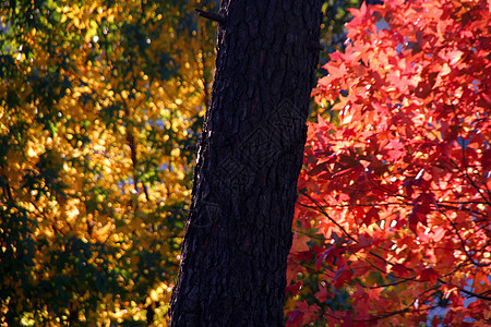 秋季风景森林叶子国家阳光分支机构公园孤独旅行地球季节图片