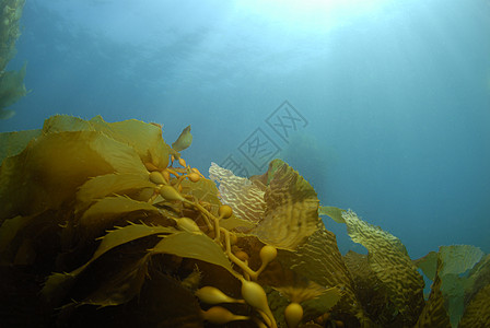 Kelp 背景海洋太阳光太阳梨花海水藻类水面海带植物学植物图片