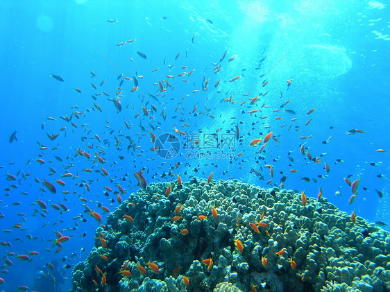 鱼浅反射呼吸管植物群浮潜冒险珊瑚动物动物群野生动物植物图片