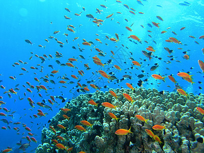 鱼浅呼吸管植物群反射浅滩潜水冒险荒野动物群野生动物动物图片