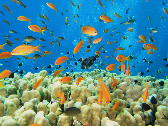 鱼浅反射珊瑚野生动物浅滩潜水浮潜呼吸管动物群植物冒险图片