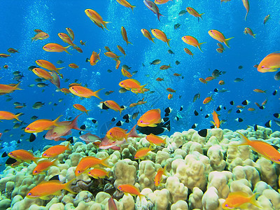 鱼浅珊瑚动物群冒险浅滩呼吸管野生动物荒野浮潜植物反射背景图片