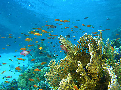 鱼浅野生动物潜水呼吸管珊瑚荒野浅滩动物群植物群冒险植物图片