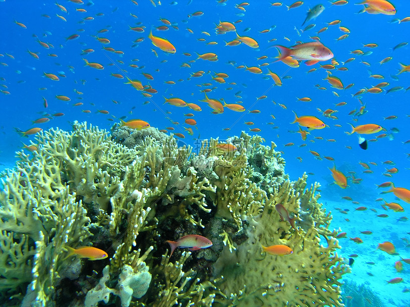 鱼浅珊瑚动物群反射植物潜水呼吸管植物群动物浅滩野生动物图片