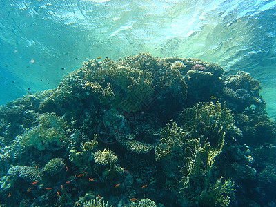 鱼浅动物群动物冒险野生动物潜水荒野呼吸管植物群浅滩浮潜图片