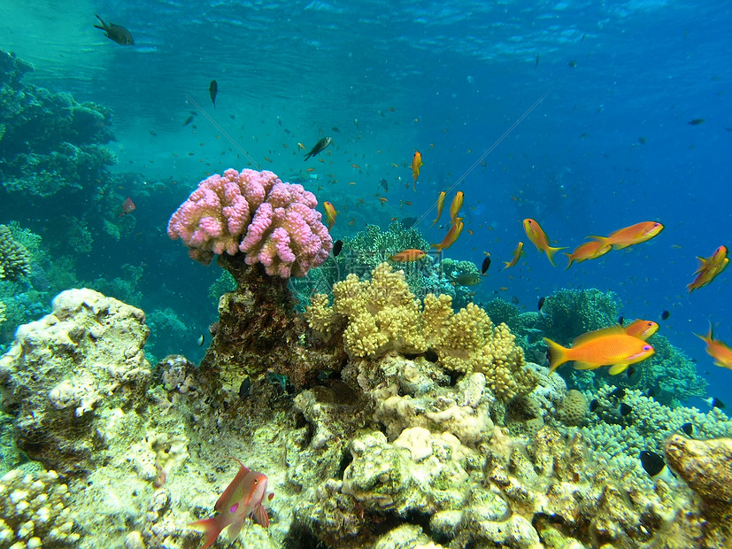 鱼浅植物动物浮潜珊瑚植物群野生动物荒野反射潜水动物群图片