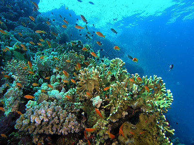 鱼浅浮潜珊瑚动物群植物潜水浅滩植物群反射荒野动物图片