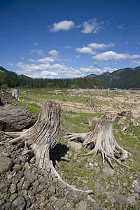 美国华盛顿州斯诺夸尔米山口附近明确砍伐的森林面积收成树桩图片