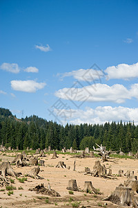 美国华盛顿州斯诺夸尔米山口附近明确砍伐的森林面积树桩收成图片