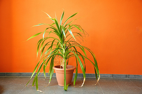 在橙色墙上的锅里装饰财产生活绿色棕榈生长房子软管地面橙子图片