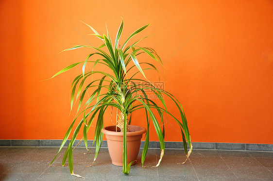在橙色墙上的锅里装饰财产生活绿色棕榈生长房子软管地面橙子图片