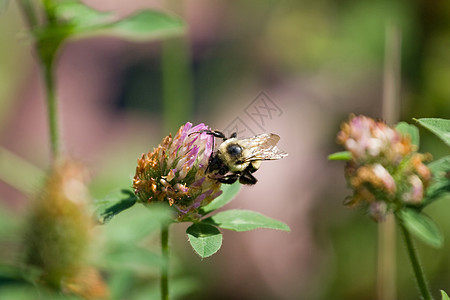 花朵上的大黄蜂蜂蜜翅膀昆虫花粉植物植物群紫色野生动物花园收获图片