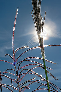 在天空和太阳之间甘蔗热带食物草地园艺芦苇植物学植物生物学叶子图片