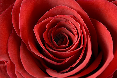 玫瑰芽玫瑰照片热情礼物花瓣红色美丽植物图片