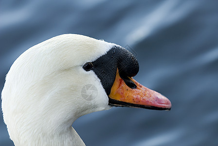 Swan 肖像蓝色游泳宏观白色水鸟白天鹅黑色鸟类野生动物羽毛图片