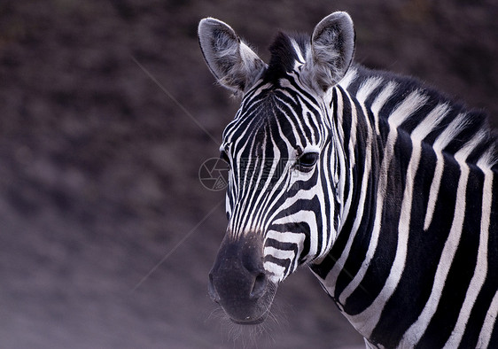 斑马肖像眼睛野生动物旅行白色皮肤动物荒野黑色条纹生物图片