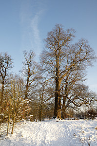 冬季树国家天气风景天空冻结降雪树木场景场地公园图片