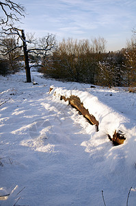 冬天天气季节公园国家橡木树干场地树木场景冻结图片