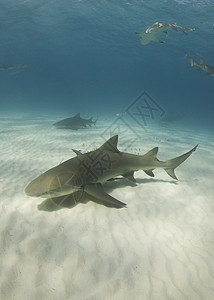 柠檬鲨鱼盐水海水远洋游泳负离子白色动物野生动物捕食者狩猎图片