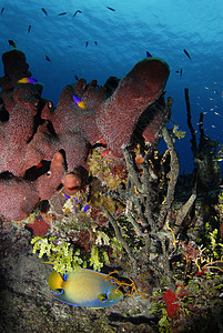 珊瑚中的女王天使鱼图片
