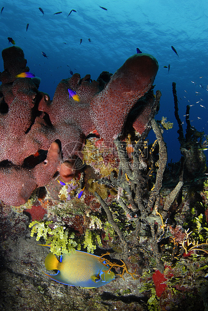 珊瑚中的女王天使鱼图片