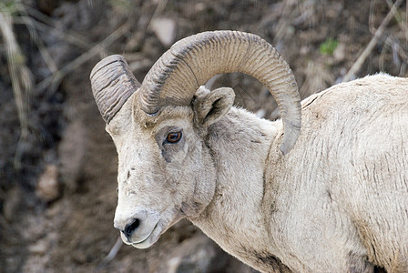肖像绵羊牛角旅行喇叭野生动物荒野动物图片