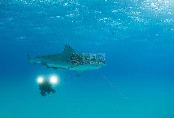 老虎鲨鱼的摄影师图片