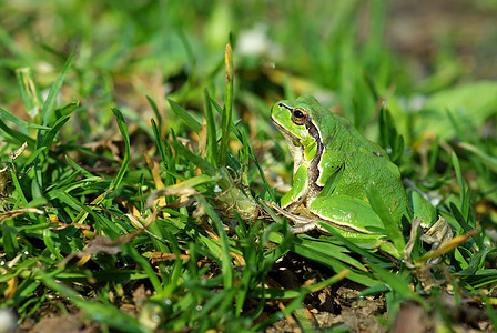 欧洲树蛙爬虫水陆植物动物群青蛙野生动物脚趾微笑皮肤雨蛙图片