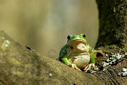 欧洲树蛙雨蛙皮肤爬虫青蛙微笑植物绿色水陆动物群野生动物图片