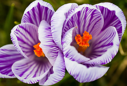 紫色和白条纹春花花瓣植物树叶花球公园阳光宏观灯泡花园花朵图片