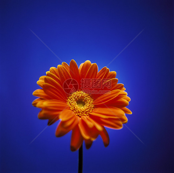 格伯尔黛西橙子雏菊植物花园高彩黄色蓝色香味区系花瓣图片