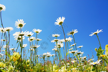 夏天的菊花植物乐趣天空场地晴天宏观草地白色享受阳光图片