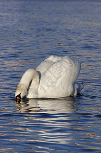 Swan - 尝水图片