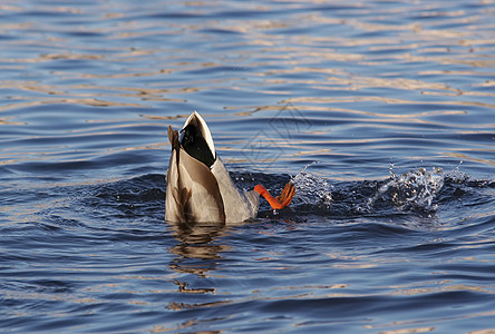 鸭子在水中慈鲷神仙鱼形目男性潜水员科鱼翅膀翼子动物淡水图片