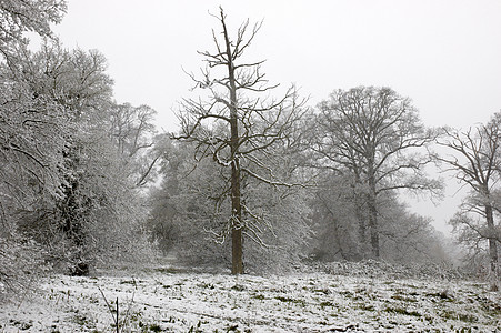 树上有雪季节公园树梢乡村天空图片